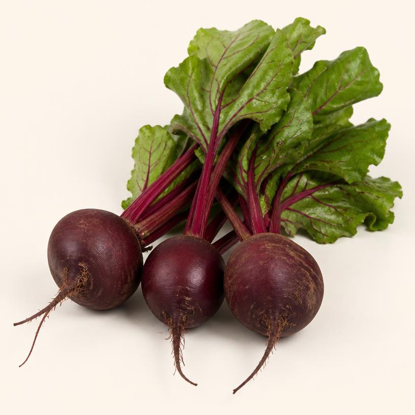 Illustration of Beetroot