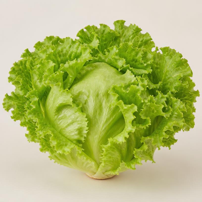 Illustration of Lettuce